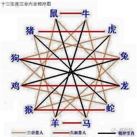 動物五行|五行